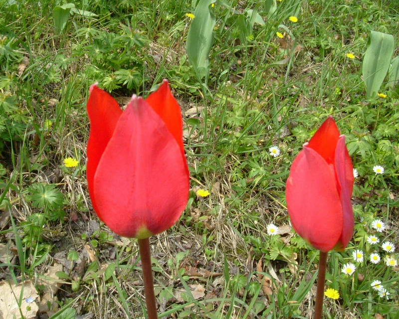 Tulipa agenensis / Tulipano selvatico